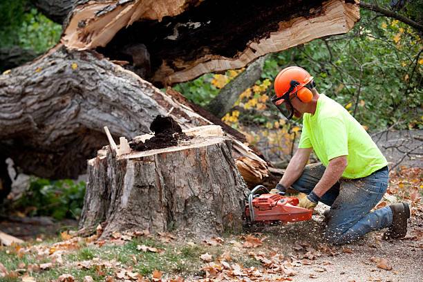 How Our Tree Care Process Works  in  Moosic, PA